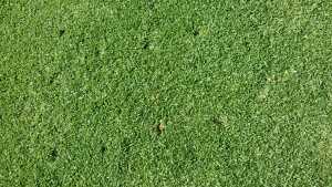 perforaciones cancha